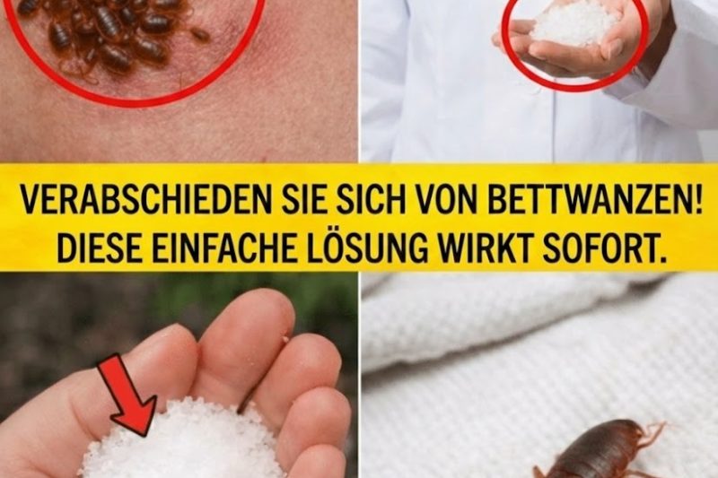 Wie Sie Blattläuse in Minuten aus Ihrem Garten Vertreiben – Mit Einem Einfachen Trick