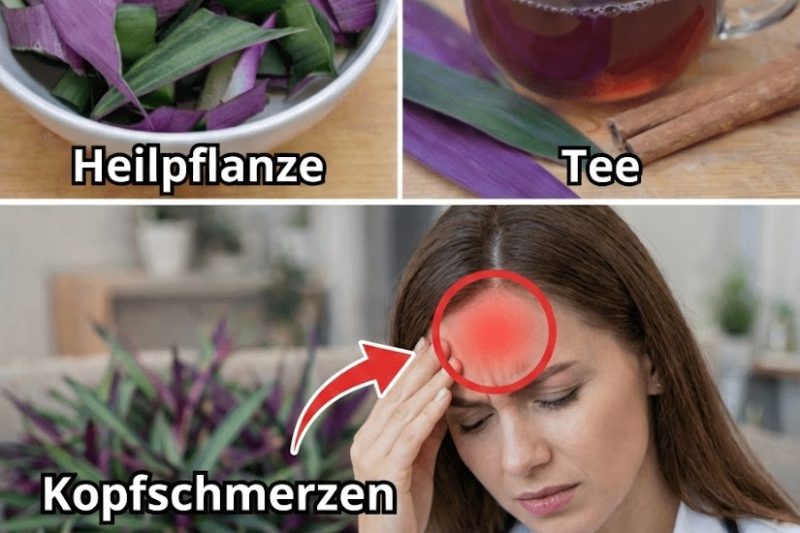Die erstaunlichen gesundheitlichen Vorteile der Purpurnen Maguey (Tradescantia spathacea) – Ein verborgenes Geschenk der Natur für dein Wohlbefinden