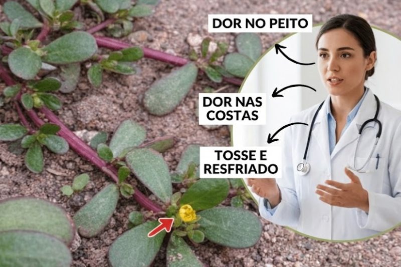 Beldroega: a “erva daninha” superalimento que supera a carne em Ômega-3 – por que começar a cultivá-la agora?