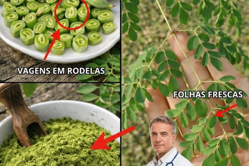 Por Que Todo Mundo Está Falando da Moringa: A “Árvore Milagrosa” Rica em Nutrientes Que Pode Transformar Seu Bem‑Estar Diário