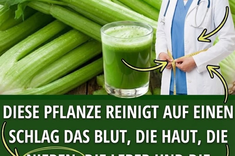 Sellerie für Nieren und Leber: Der natürliche Reiniger, für den Ihr Körper Ihnen danken wird