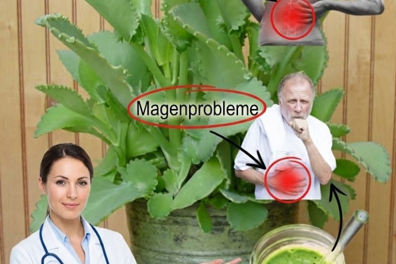 Kalanchoe: Der grüne Schatz, der Ihr Wohlbefinden beruhigt und stärkt