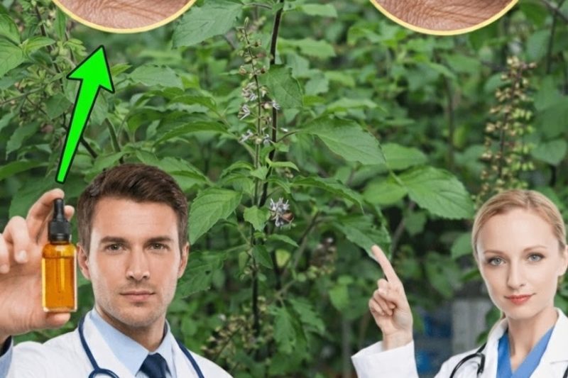 Como o Manjericão Pode Apoiar Naturalmente a Saúde Ocular e a Visão