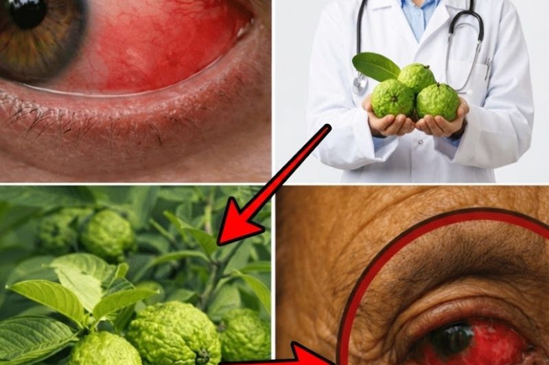 Goiaba: O Superfruto Natural para uma Visão Mais Nítida e Saudável Depois dos 40