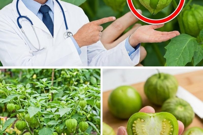 A Joia Escondida Que Cresce à Beira da Estrada: Physalis e Seus Usos Surpreendentes no Dia a Dia