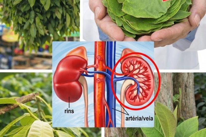 5 Folhas Comuns que Podem Ajudar a Apoiar o Açúcar no Sangue, Função do Fígado, Circulação, Pressão Arterial e Mais