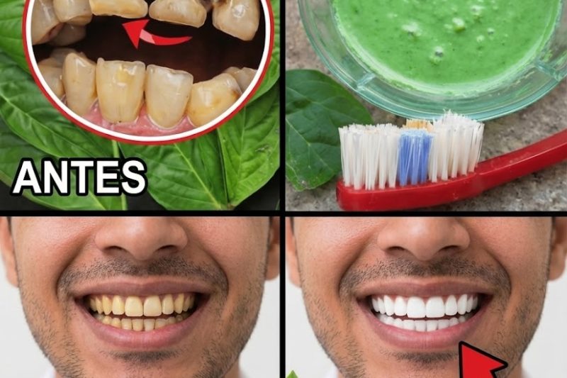 Descubra Hábitos Simples com Folhas de Goiaba para Apoiar o Conforto Bucal Após os 50 Anos