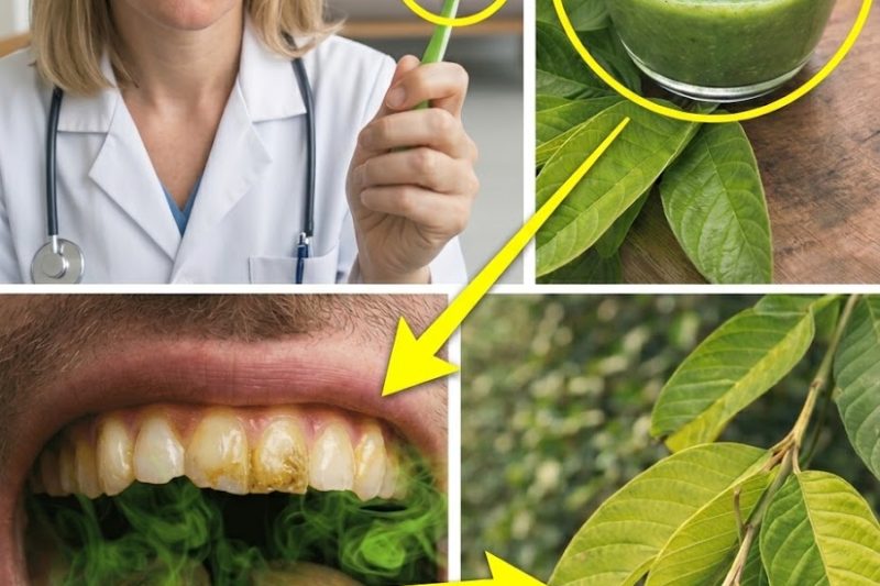 3 Formas Geniais de Usar Folhas de Goiaba para Dentes e Gengivas Mais Saudáveis