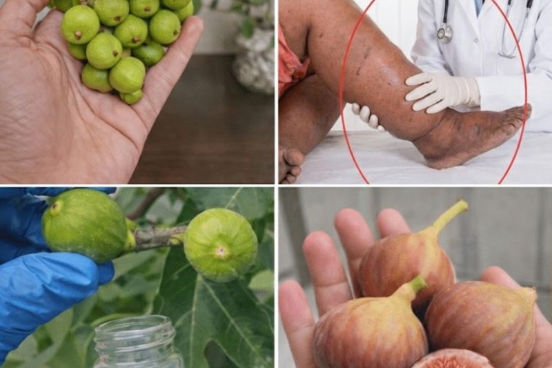 Revele o Poder da Seiva do Figueiro: o Elixir Natural para Saúde e Beleza