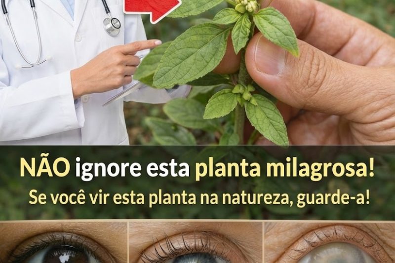 Por que Curandeiros Tradicionais Valorizam Esta Erva Comum do Jardim para o Conforto dos Olhos Há Séculos: A História Surpreendente da Euphorbia Hirta
