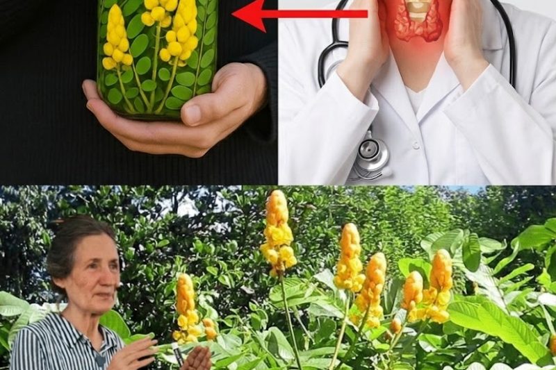 O Arbusto Curador “Proibido” Que Elimina Infecções Naturalmente: 30 Benefícios Surpreendentes da Senna Alata