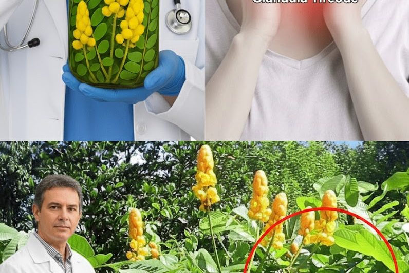 O Arbusto Curador Proibido que Elimina Infecções da Noite para o Dia: 30 Benefícios Surpreendentes da Senna alata