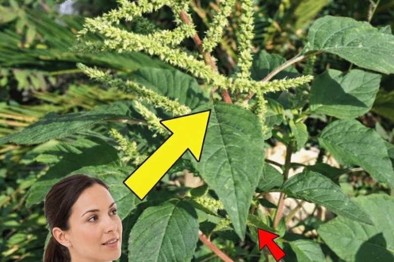 Se Você Encontrar Esta Planta no Seu Jardim, Pode Estar Sentado Sobre um Tesouro Nutricional