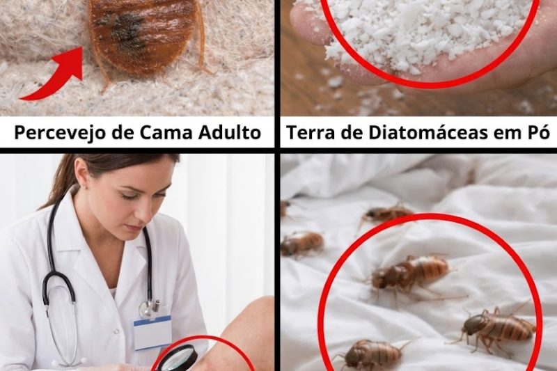 Descubra Este Truque Simples de Jardim que Muitas Pessoas Estão Usando para Ajudar a Controlar Percevejos ao Ar Livre – Veja Todos os Detalhes