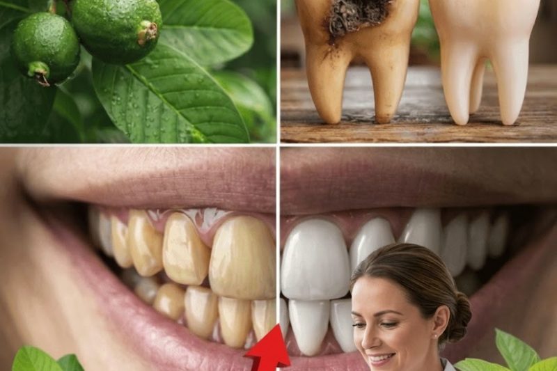 Descobrindo Maneiras Simples de Usar Folhas de Goiaba para Melhorar a Saúde Bucal – 3 Métodos Práticos para Testar em Casa