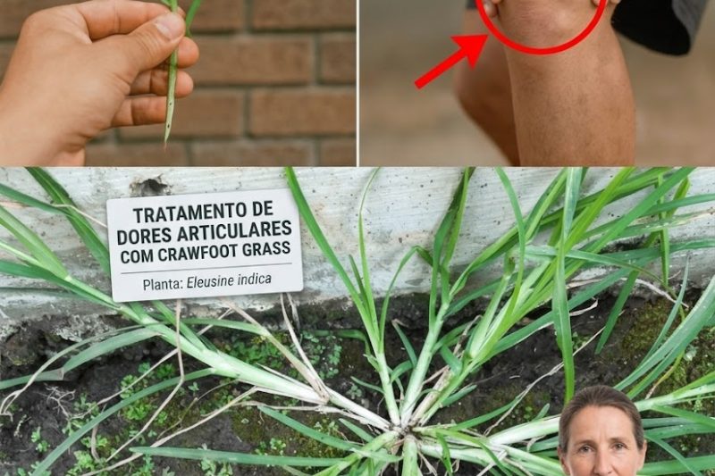O Remédio Inesperado: 10 Segredos de Cura Escondidos da Erva-Pé-de-Galinha (Eleusine indica)