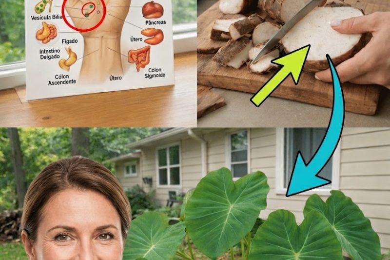 Descubra Por Que a Maioria das Pessoas Ignora o Poder Nutricional Surpreendente Escondido na Raiz de Uma Planta Comum do Jardim