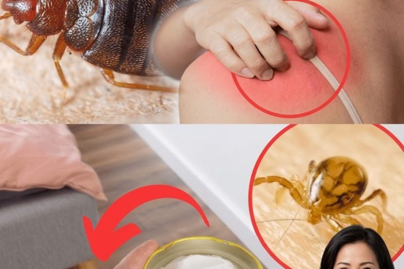 Como Eliminar Naturalmente Ácaros e Percevejos do Seu Colchão