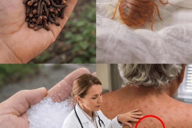 Como Usar Apenas Dois Ingredientes Comuns da Sua Cozinha para Afastar Naturalmente Insetos como Mosquitos e Baratas