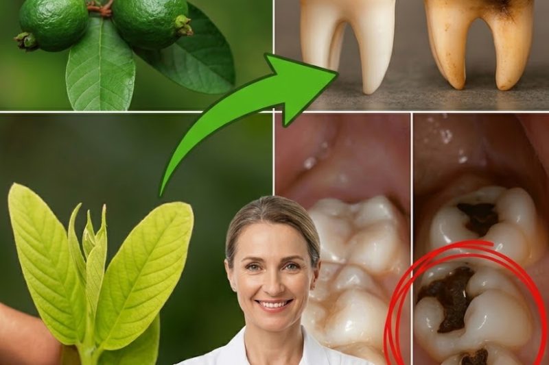 3 Maneiras Naturais de Tratar a Cárie com Folhas de Goiaba – Simples e Econômico