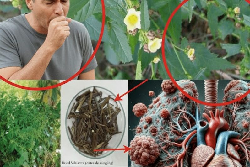 Desvendando o Segredo da Natureza: O Poder Extraordinário de Cura da Sida acuta