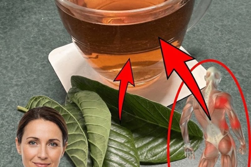 O SEGREDO TROPICAL: CHÁ DE FOLHA DE GOIABA — O REMÉDIO ANTIGO QUE AJUDA A RESTAURAR O CORPO DESDE O INTERIOR 🌿