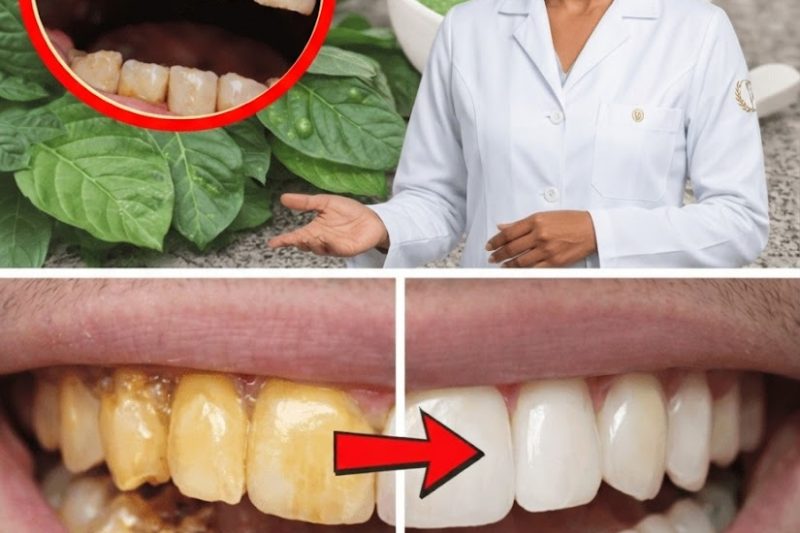 3 Maneiras Naturais de Apoiar a Saúde Bucal com Folhas de Goiaba – Simples, Acessíveis e Surpreendentes