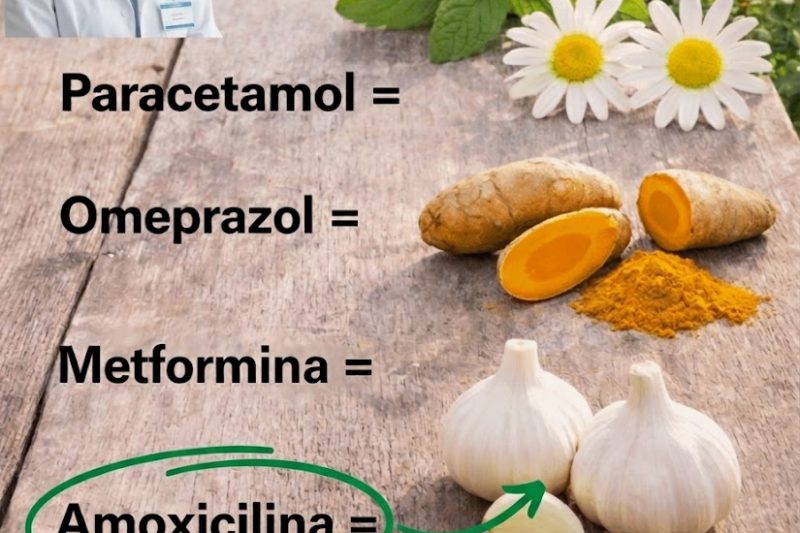 Descubra 6 Ervas do Dia a Dia Que Podem Apoiar Seu Bem-Estar Naturalmente
