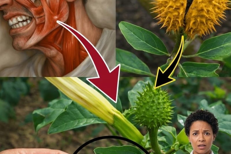 Datura: A Beleza Perigosa por Trás da “Trombeta dos Anjos”