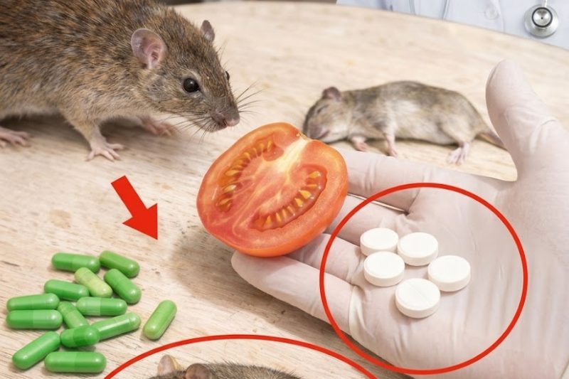 Descubra 10 Maneiras Naturais e Simples de Afastar Ratos e Camundongos da Sua Casa Sem Veneno ou Armadilhas