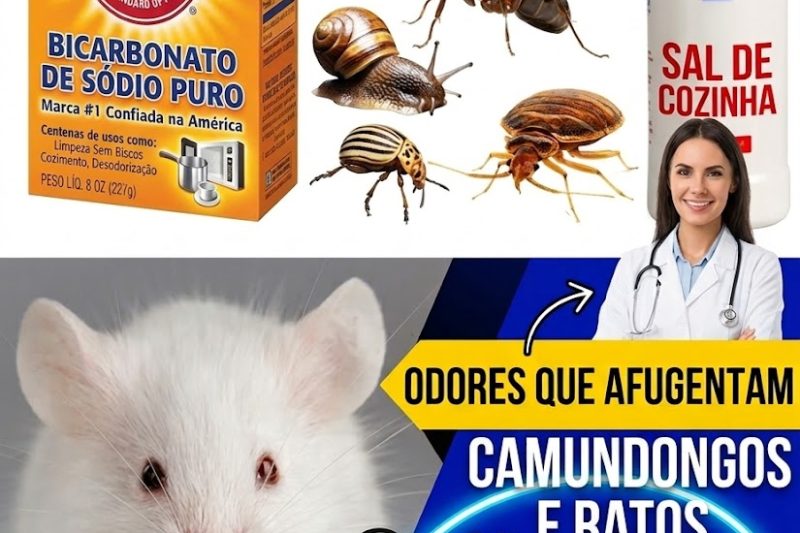 10 Maneiras Naturais de Fazer Ratos e Camundongos Desaparecerem em 60 Segundos (Sem Veneno, Sem Armadilhas)