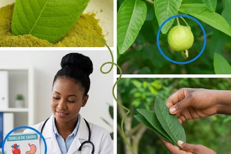 Descubra os Benefícios Escondidos das Folhas de Goiaba para a Saúde