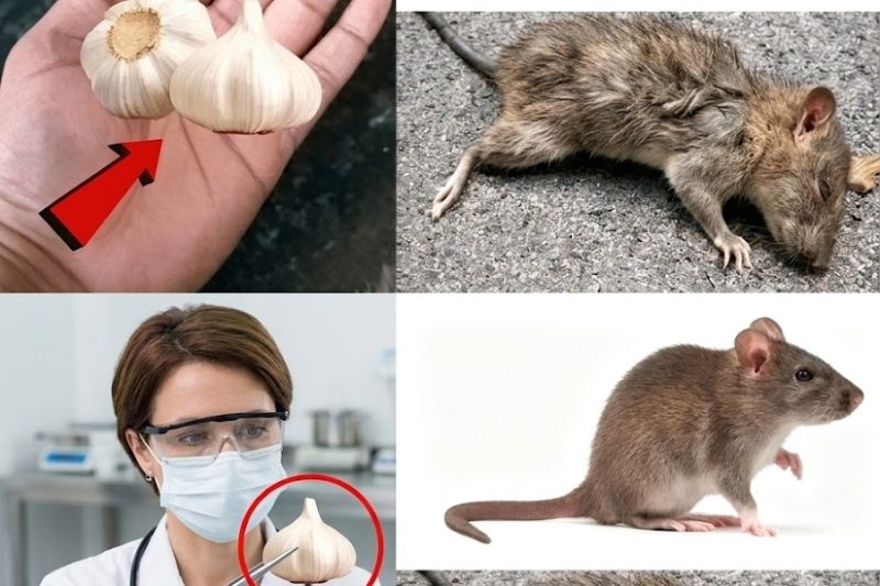 O Segredo Subterrâneo: Faça Ratos e Camundongos Desaparecerem em 60 Segundos com Este Ingrediente da Cozinha (Sem Armadilhas, Sem Veneno)