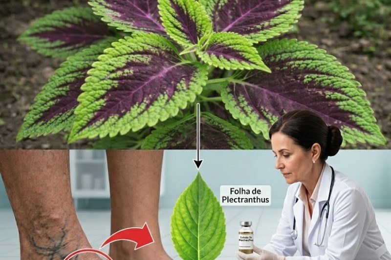 As 6 Ervas Poderosas que Podem Ajudar a Melhorar a Circulação e Reduzir Naturalmente o Risco de Coágulos
