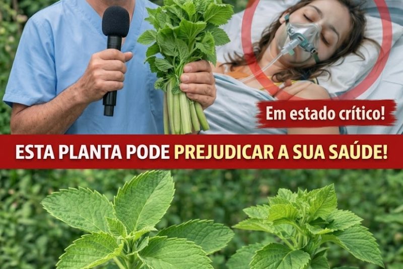 Este Vegetal do Dia a Dia Está Realmente Ligado ao Câncer? O Que o Alerta de um Médico Japonês Significa para a Sua Alimentação