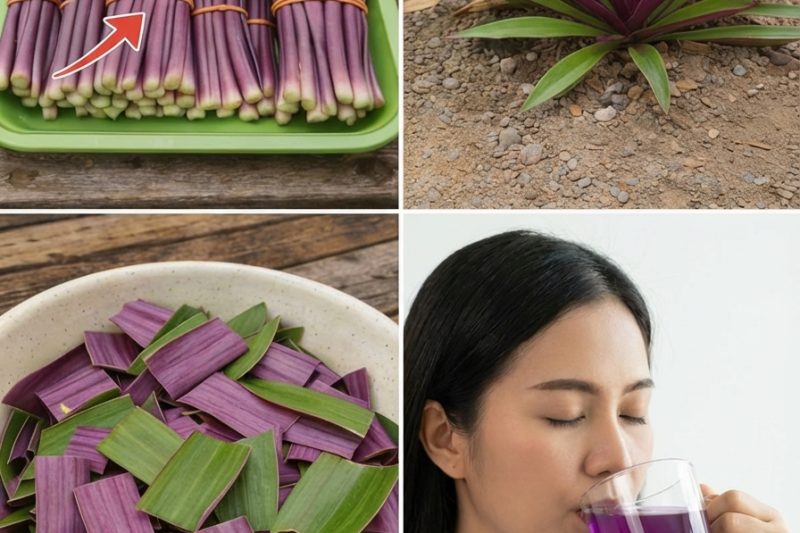 Folhas de Coração Roxo: A Planta Colorida por Trás deste Chá Herbal Vibrante