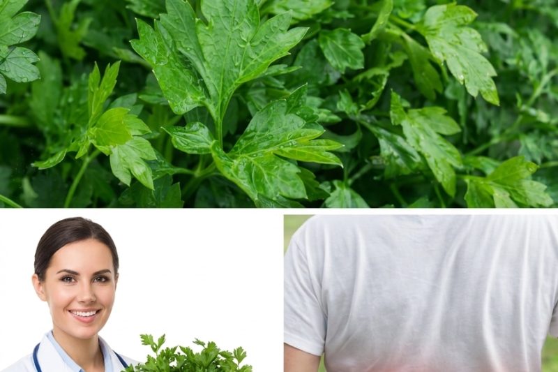 Top 5 Vegetais que Podem Ajudar Naturalmente a Reduzir a Creatinina e Melhorar a Função Renal (TFG)