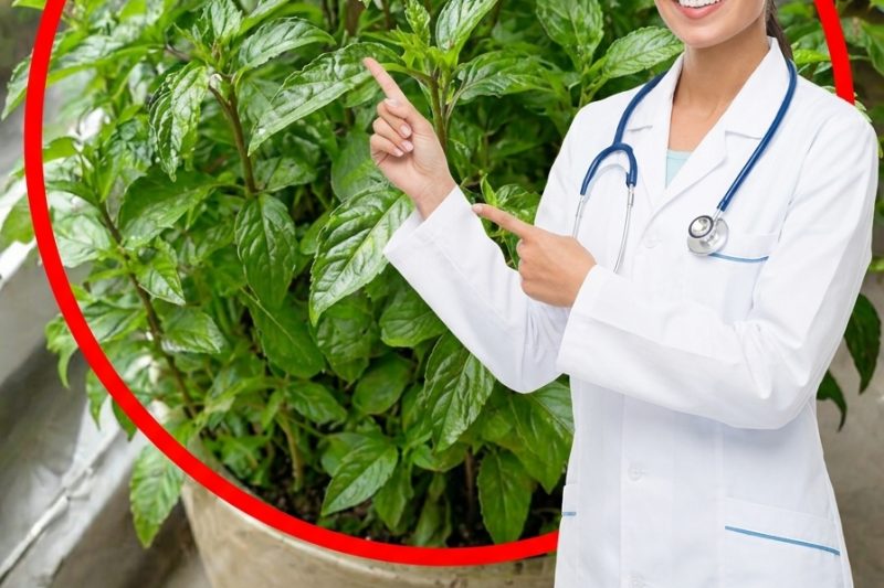 Não Importa o Quão Pequena Seja Sua Casa: Você Precisa Cultivar Esta Planta Dentro Dela