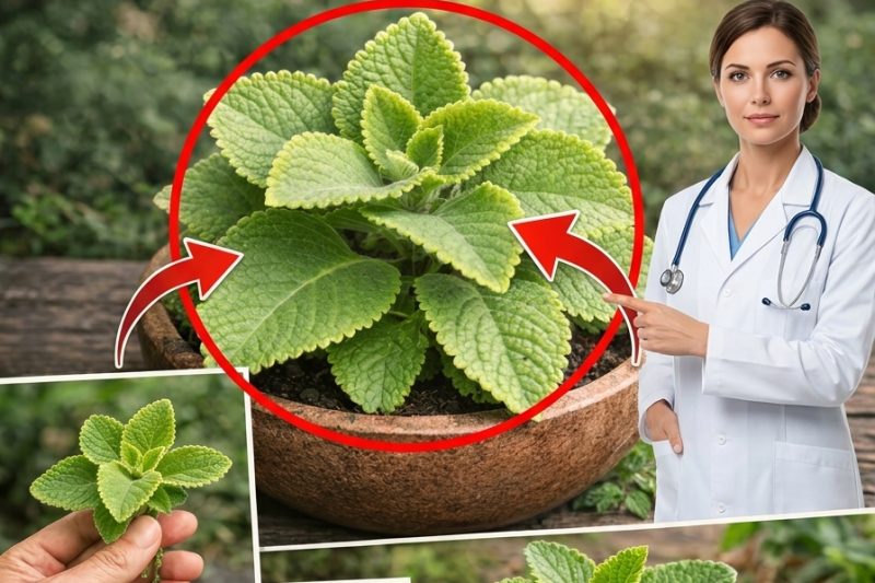 Plectranthus amboinicus: A Planta Aromática Tradicional Que Está Chamando a Atenção do Mundo Natural