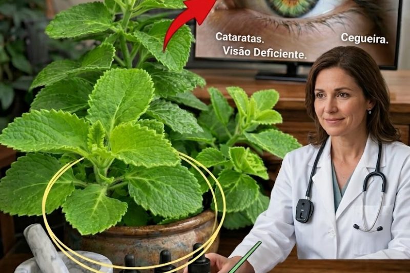 Esta Planta Comum Pode Ajudar a Cuidar da Sua Visão com o Passar dos Anos? Descubra os Benefícios Surpreendentes e Como Usá-la com Segurança
