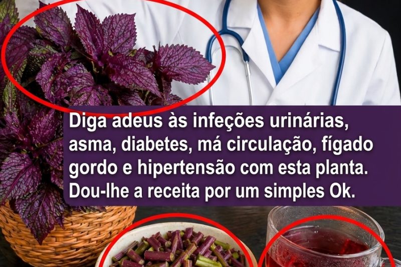 O Segredo Roxo dos Jardins Mexicanos: Descubra o Poder Oculto do Maguey Roxo