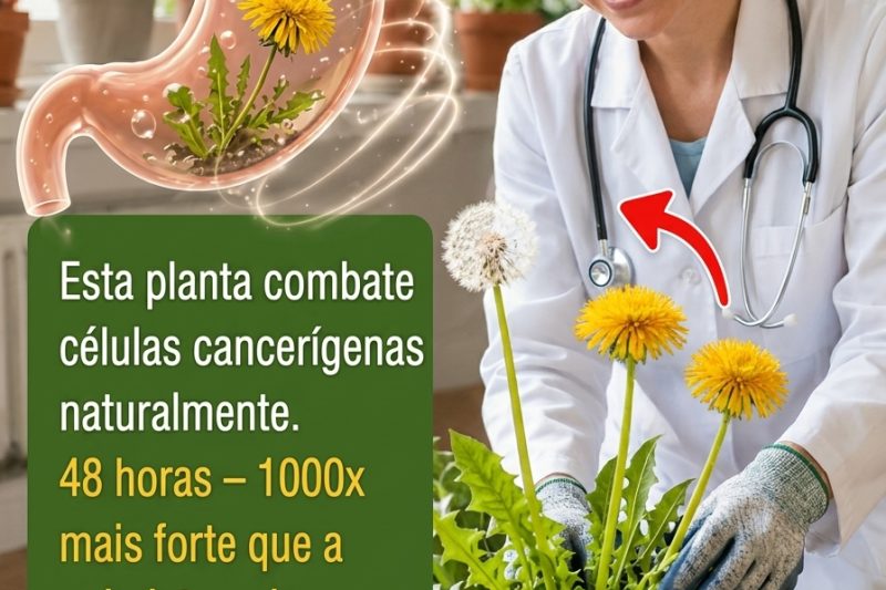 Dente-de-Leão: A Planta do Quintal que Está Chamando Atenção para o Bem-Estar Diário – Receita Simples de Chá Incluída