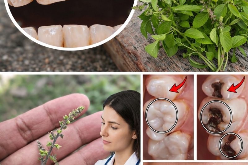 Manjericão Sagrado (Tulsi): Explorando seu Potencial para a Saúde Bucal e Hálito Fresco de Forma Natural
