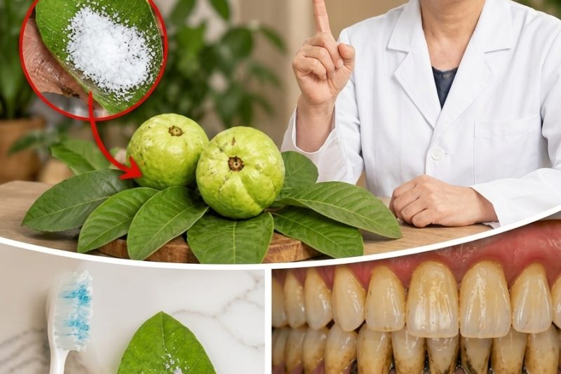 Folhas de Goiabeira para Cuidar dos Dentes? Cuidado com as Armadilhas!