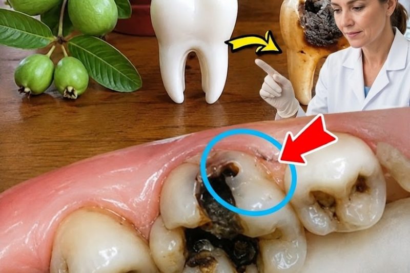 Descubra 3 Maneiras Simples de Cuidar da Sua Higiene Bucal com Folhas de Goiaba – Hábitos Caseiros e Naturais