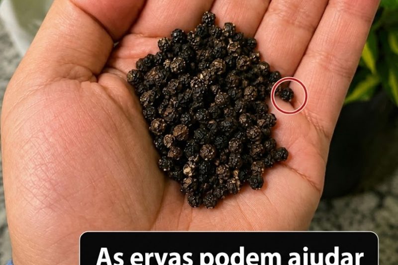 Descubra o Poder do Bem-Estar no Dia a Dia com a Pimenta-Preta: Uma Forma Simples de Apoiar Sua Rotina de Saúde